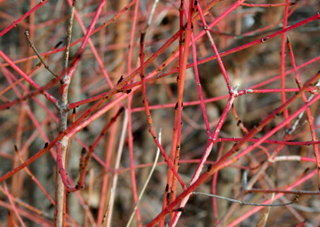dogwood