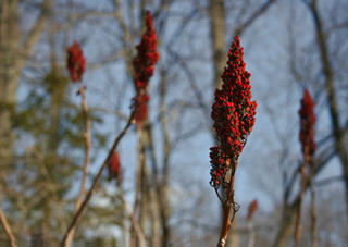 sumac