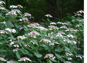 lacecap hydrangea