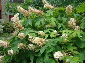 oakleaf hydrangea