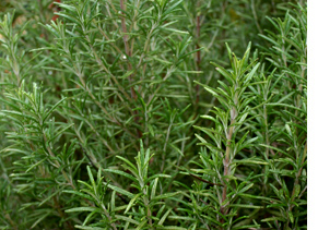 rosemary